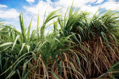 Sugarcane in field at sky. Stock Photos