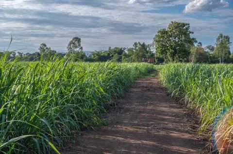 Sugarcane field sugarcane farm Stock Photos