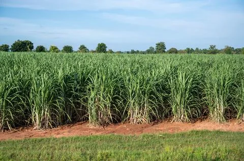 Sugarcane field sugarcane farm Stock Photos