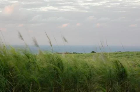 Sugarcane field in the wind Stock Photos