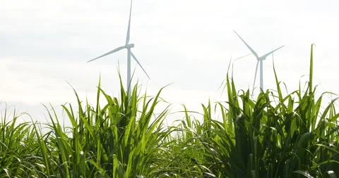 Sugarcane fields against the background. Wind turbines, Stock Footage 140756634