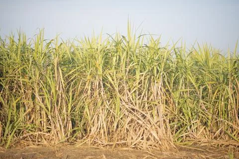 Sugarcane fields and sugarcane saplings growing. Stock Photos