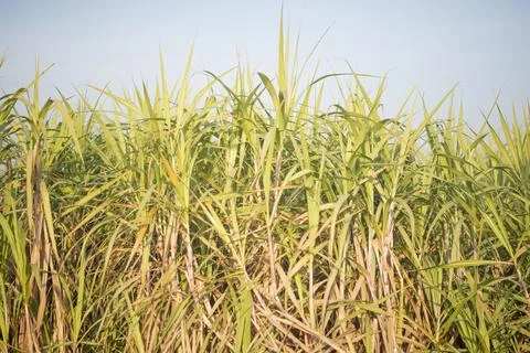 Sugarcane fields and sugarcane saplings growing. Stock-Fotos
