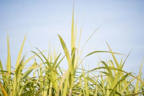 Sugarcane fields and sugarcane saplings growing. Stock Photos