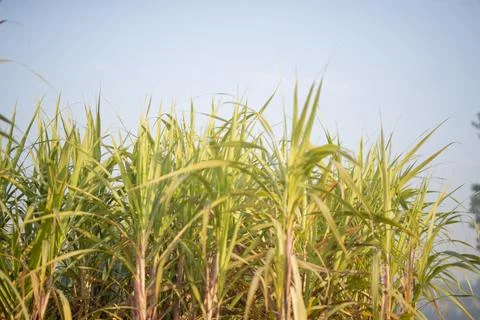 Sugarcane fields and sugarcane saplings growing. Stock Photos