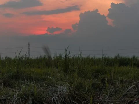 Sugarcane fields and sunset view Stock Photos
