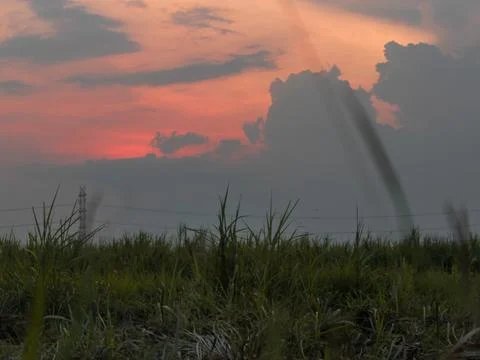 Sugarcane fields and sunset view Stock Photos