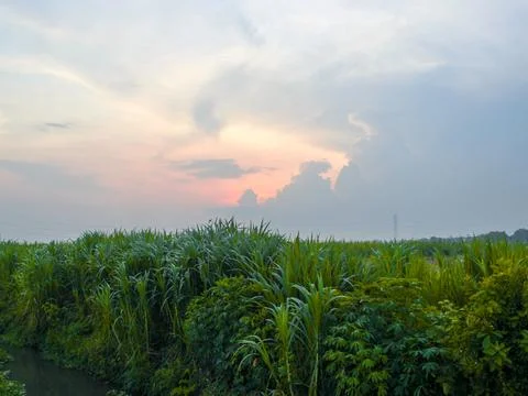 Sugarcane fields and sunset view Stock Photos