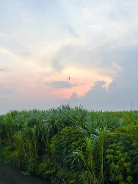 Sugarcane fields and sunset view Stock Photos