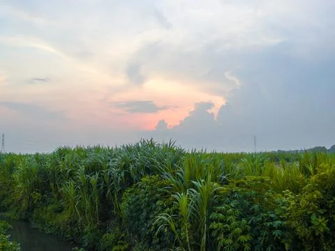 Sugarcane fields and sunset view Stock Photos