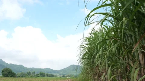 Sugarcane fields with beautiful landscapes, Stock Footage 140765021