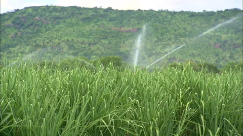 Sugarcane fields being irrigated Stock Footage 161019290