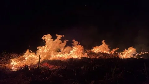 Sugarcane Fields Burned at Night Stock Footage 304795817