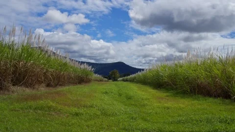 Sugarcane fields in Cairns, Australia. Stock Footage 246357881