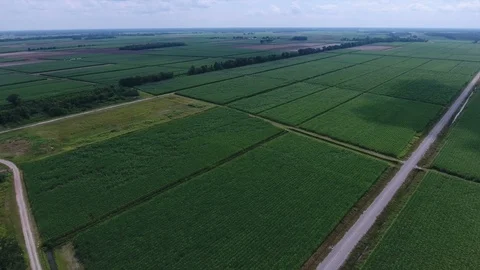 Sugarcane fields drone Stock Footage 96228366