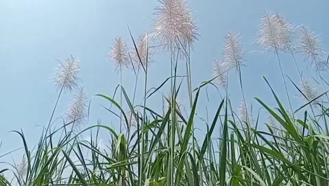 Sugarcane fields in the embrace of blue skies. Vidéo 333495352