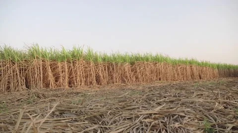 Sugarcane fields in the evening, warm light where the product is cut for process Stock Footage 148664883