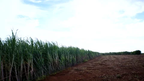 Sugarcane Fields of Kohama Island Stock-Footage 332924537