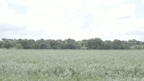 Sugarcane fields in Mahrashtra India 스톡 동영상 159139064