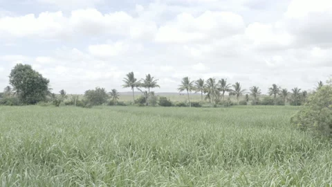 Sugarcane fields in Mahrashtra India 스톡 동영상 159140660