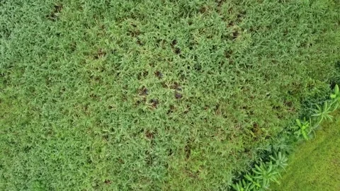 Sugarcane fields, rice fields Stock Footage 161099115