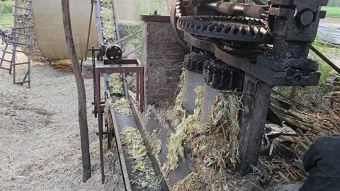 The Sugarcane Fields of Rural India Stock Footage 313571855