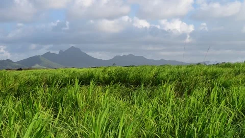 Sugarcane fields in the tropics 스톡 동영상 315340797