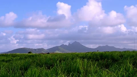 Sugarcane fields in the tropics with mountains 스톡 동영상 315339587