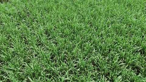 Sugarcane Fields in Valle del Cauca Colombia Aerial View Stock Footage 311737483