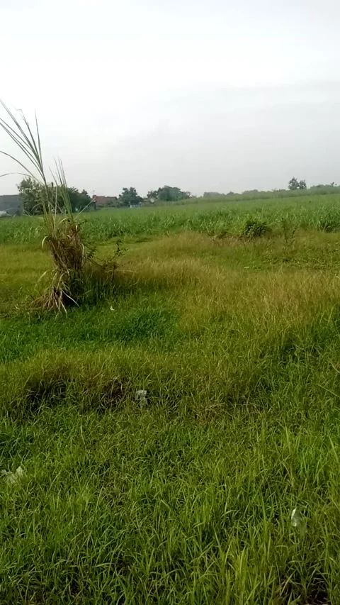 Sugarcane Fields View at Grogol Tulangan Sidoarjo East Java Indonesia Stock Footage 219447945