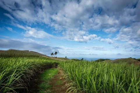 Sugarcane filed with dramatic sky in Mauritius Stock Photos