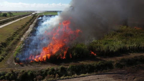 Sugarcane Fire Stock Footage 218461345