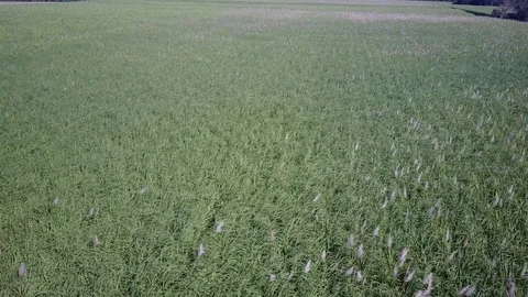 Sugarcane Stock Footage 80859824