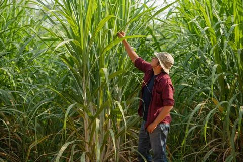 Sugarcane grower checking sugarcane leaf in the plantation Stock Photos
