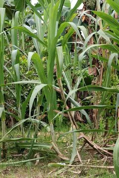 Sugarcane growing in the fields Stock Photos
