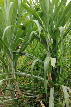 Sugarcane growing in the fields Stock Photos
