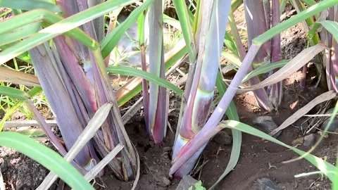 Sugarcane growing in the fields, Sugar cane fields view, Sugarcane or agric.. Stock Footage 287542494