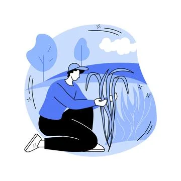 Sugarcane growing isolated cartoon vector illustrations. Illustrazione stock