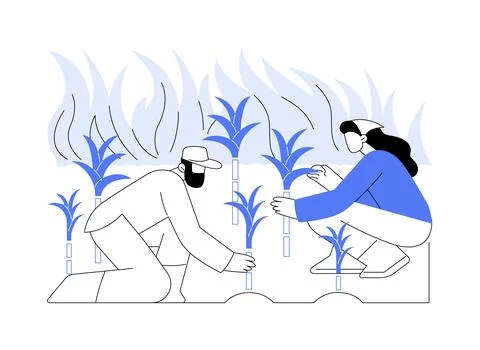 Sugarcane growing isolated cartoon vector illustrations. Ilustración de archivo