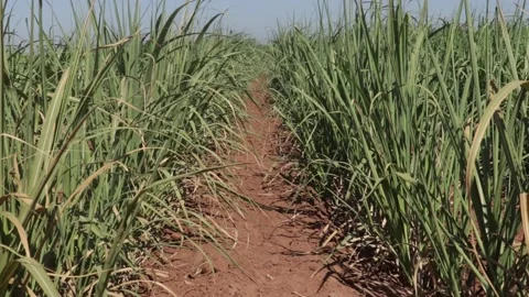 Sugarcane growing with light winds. Stock Footage 154508192