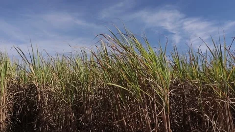Sugarcane growing with light winds. Stock Footage 154508212