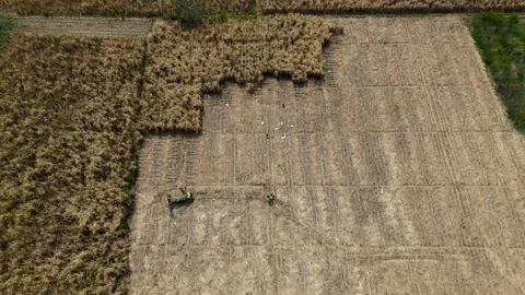 Sugarcane Harvest in East Java Aerial Stock Footage 345868712
