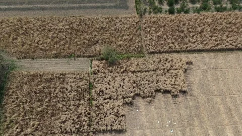 Sugarcane Harvest in East Java Aerial Video stock 345868753