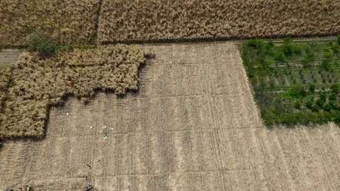 Sugarcane Harvest in East Java Aerial Stock Footage 345868754
