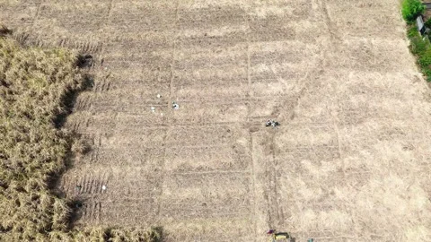 Sugarcane Harvest in East Java Aerial Stock Footage 345868791