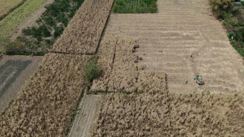 Sugarcane Harvest in East Java Aerial Stock Footage 345868832