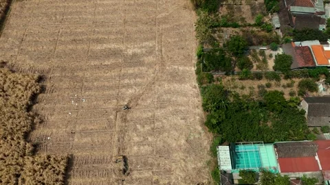 Sugarcane Harvest in East Java Aerial Stock Footage 345868891