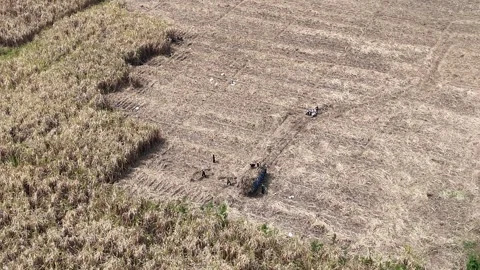 Sugarcane Harvest in East Java Aerial Stock Footage 345868981