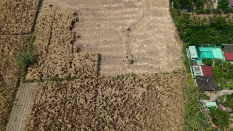 Sugarcane Harvest in East Java Aerial Stock Footage 345869011