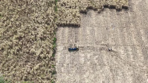 Sugarcane Harvest in East Java Aerial Video stock 345869032